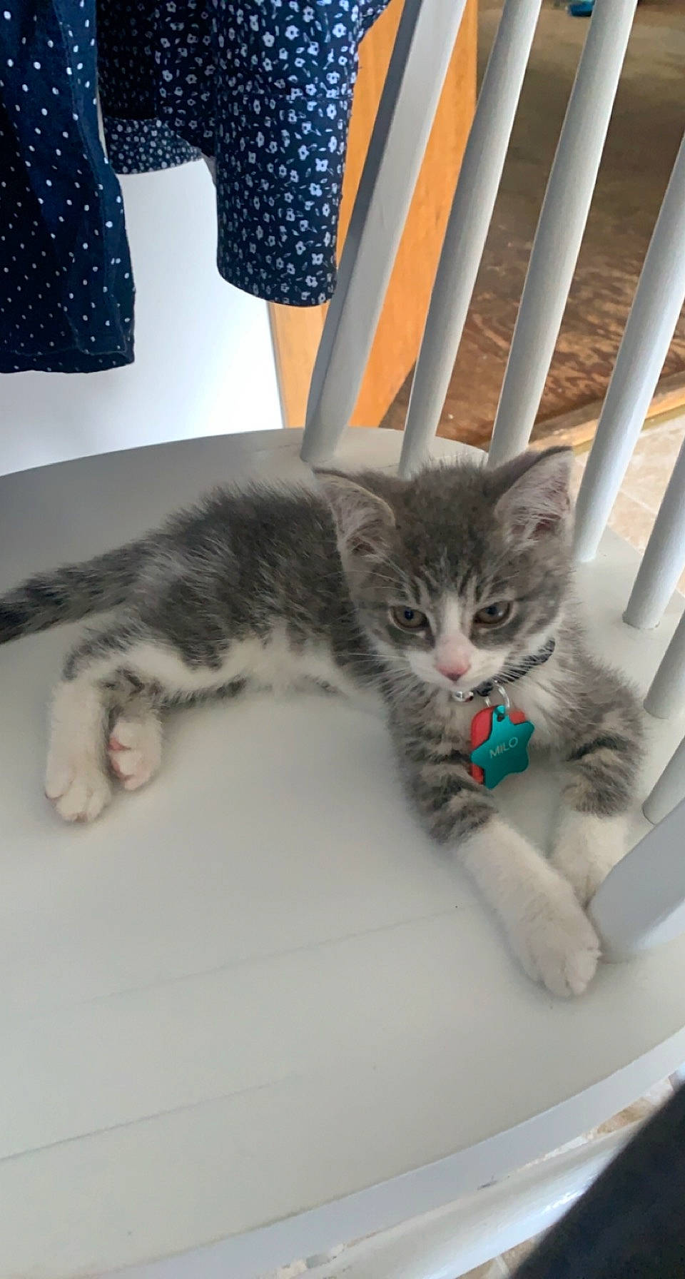 Milo is registered to the contest to win money with this photo: carnivore, cat, claw, comfort, domestic_short_haired_cat, felidae, flooring, fur, grey, pattern, paw, sleeve, small_to_medium_sized_cats, tail, whiskers