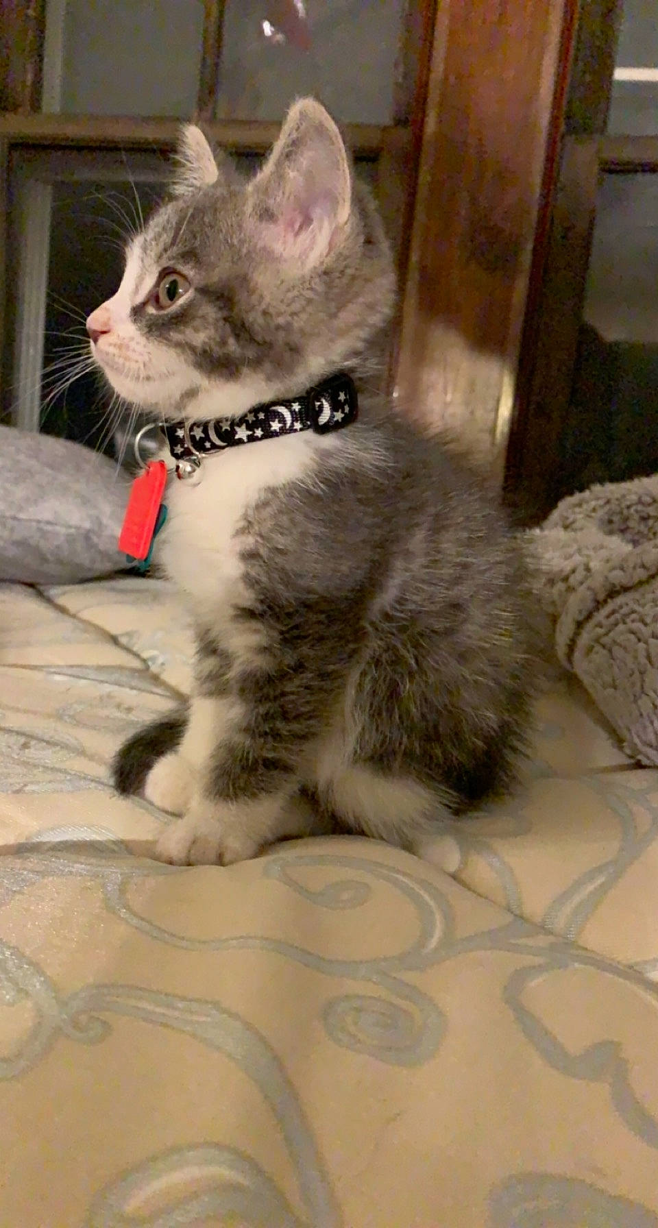 Milo is registered to the contest to win money with this photo: carnivore, cat, claw, comfort, domestic_short_haired_cat, fawn, felidae, flooring, fur, grey, paw, sitting, small_to_medium_sized_cats, tail, terrestrial_animal, whiskers