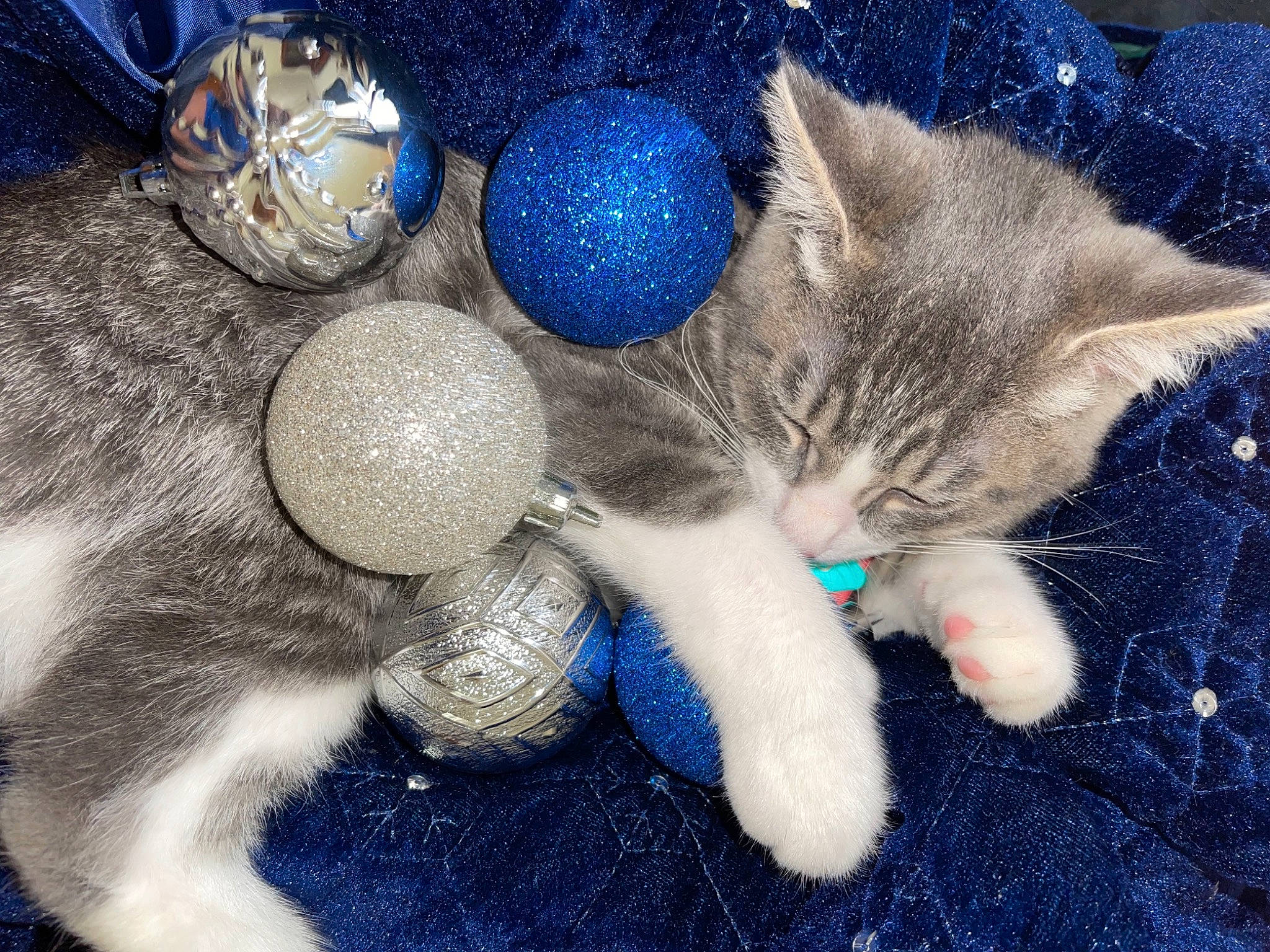 Milo joined the competition — help win amazing prizes! art, blue, carnivore, cat, christmas_ornament, claw, domestic_short_haired_cat, electric_blue, fawn, felidae, fur, gesture, ornament, paw, photo_caption, small_to_medium_sized_cats, snout, tail, whiskers