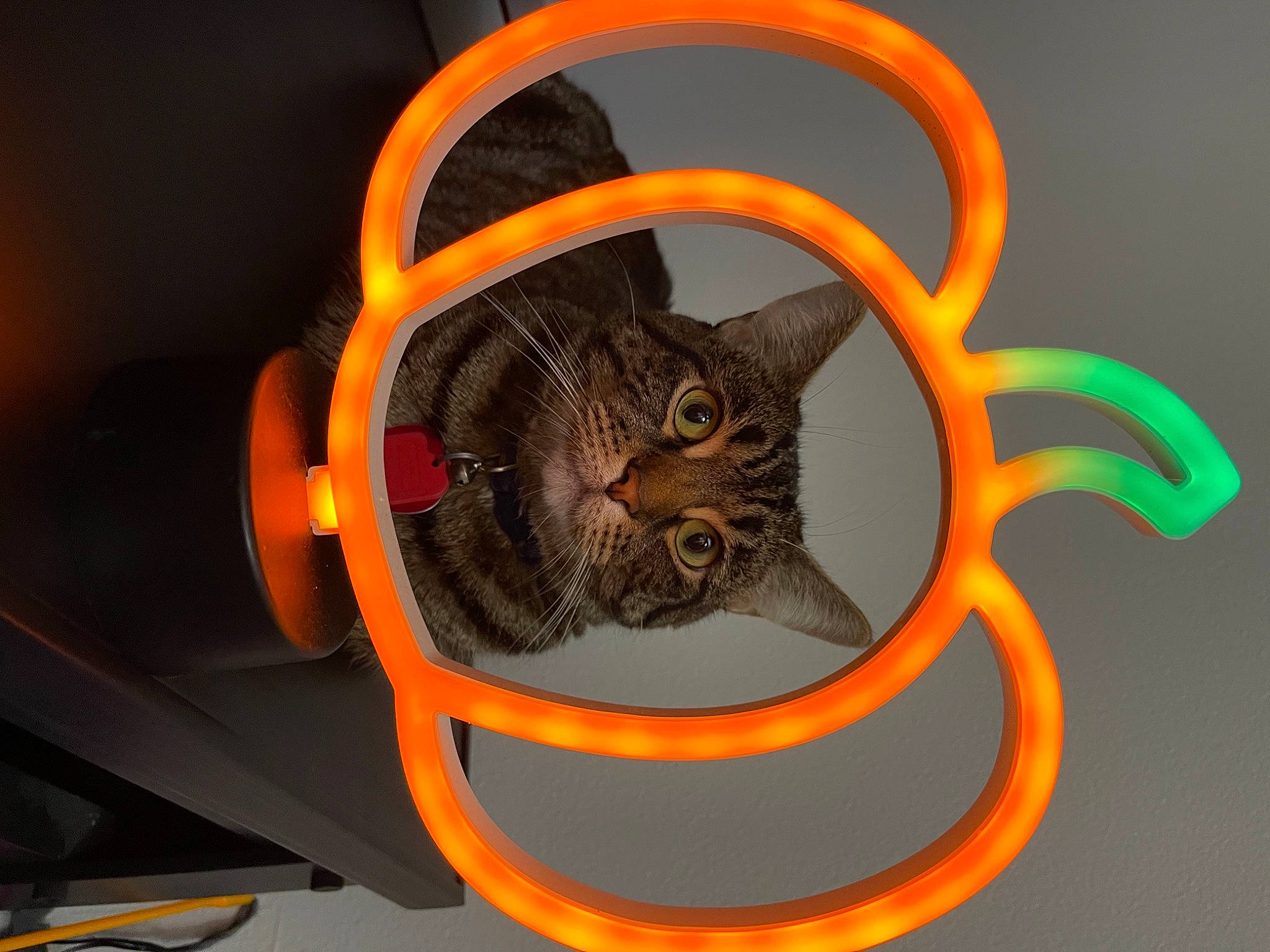 Piper is registered to the contest to win money with this photo: amber, automotive_lighting, automotive_tire, bicycle_part, black_cat, carnivore, cat, circle, felidae, flowerpot, gas, orange, rim, small_to_medium_sized_cats, snout, spoke, tail, tire, wheel, whiskers