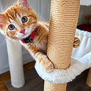 Paddy a rejoint le concours — aidez-le/la à gagner de superbes lots ! kitten, cat, orange_tabby, curious, cat_tree, sisal_post, collar, bell, indoor, pet, cute, feline, whiskers, playful, claws, fur, closeup, animal, young, domestic