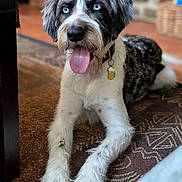 Arrow participe au concours pour gagner de l'argent avec cette photo : dog, blue_eyes, tongue_out, fluffy_fur, indoor, rug, patterned_rug, collar, pet_tag, relaxed, lying_down, close_up, brown, white_fur, black_fur, playful, animal, companion, cute, home