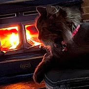 Parker is registered to the contest to win money with this photo: animal, cat, collar, comfort, cozy, dark, feline, fire, fireplace, flames, fur, hearth, home, indoor, orange, pet, relaxing, shadow, warm, wood