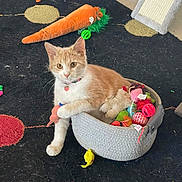 Cypress is registered to the contest to win money with this photo: animal, basket, black_rug, carrot_toy, cat, cat_toys, circular_pattern, collar, curious, feline, floor, indoor, orange_cat, pet, playful, plush_toy, relaxed, scratching_post, white_cat, yellow_mouse_toy