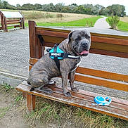 ügo a rejoint le concours — aidez-le/la à gagner de superbes lots ! animal, bench, brindle, canine, daytime, dog, field, grass, harness, leash, nature, outdoor, park, path, pet, retractable_leash, sitting, sky, tree, wood