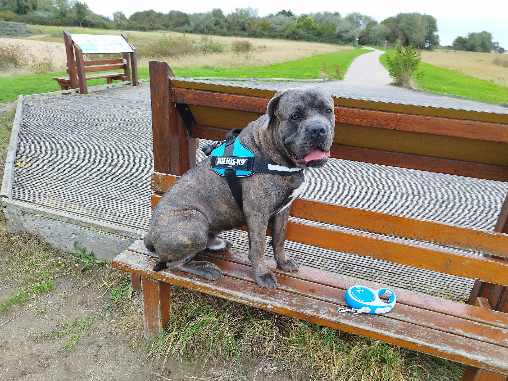 ügo a rejoint le concours — aidez-le/la à gagner de superbes lots ! animal, bench, brindle, canine, daytime, dog, field, grass, harness, leash, nature, outdoor, park, path, pet, retractable_leash, sitting, sky, tree, wood