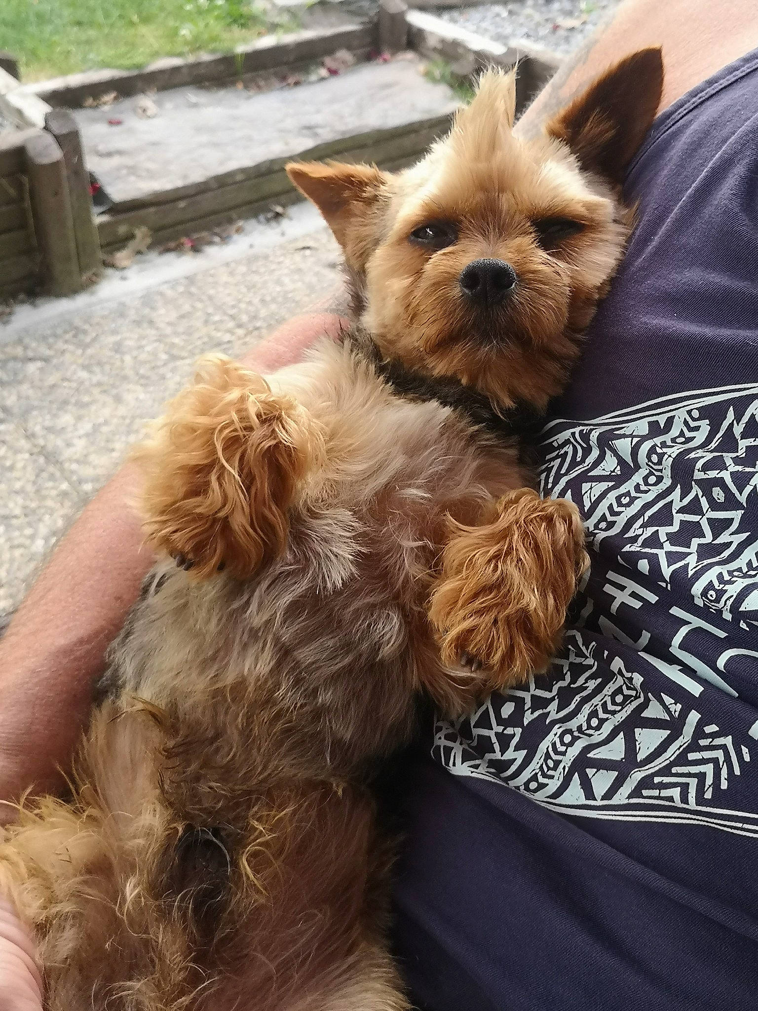 Opie participe au concours pour gagner de l'argent avec cette photo : camelid, canidae, carnivore, collar, companion_dog, dog, dog_breed, dog_collar, ear, fawn, felidae, fur, liver, party_hat, snout, sporting_group, terrestrial_animal, toy_dog, whiskers, working_animal