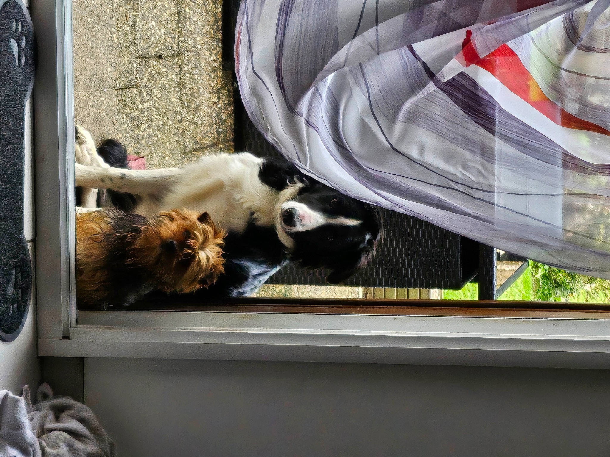 Opie participe au concours pour gagner de l'argent avec cette photo : auto_part, automotive_exterior, carnivore, cat, comfort, companion_dog, felidae, fur, mammal, motor_vehicle, small_to_medium_sized_cats, sporting_group, tail, tints_and_shades, vehicle, vehicle_door, vertebrate, whiskers, window, windshield