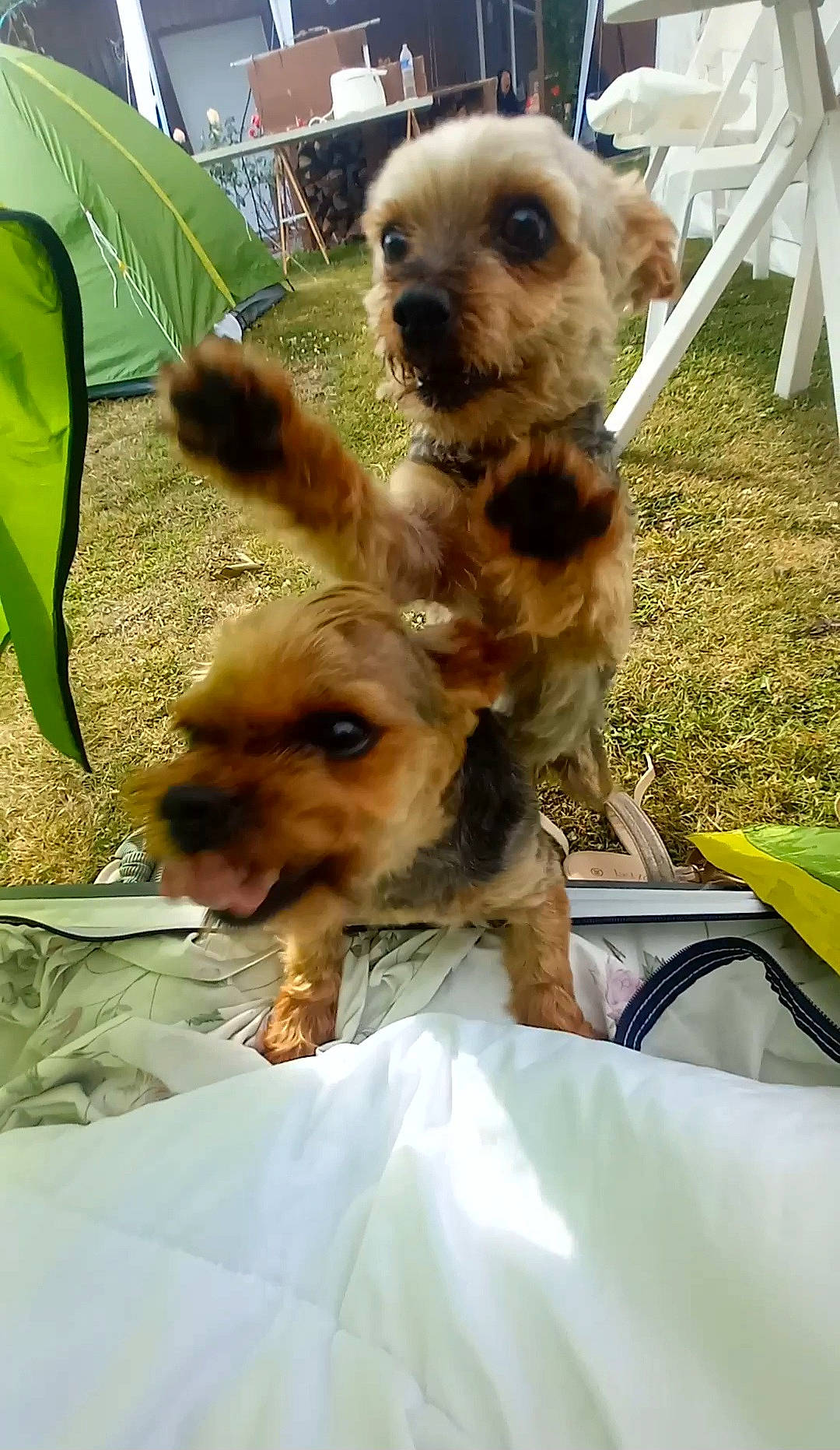 Opie participe au concours pour gagner de l'argent avec cette photo : canidae, carnivore, chair, companion_dog, dog, dog_breed, dog_supply, fawn, fur, grass, mammal, plant, small_terrier, snout, terrestrial_animal, terrestrial_plant, terrier, toy_dog, vertebrate, working_animal