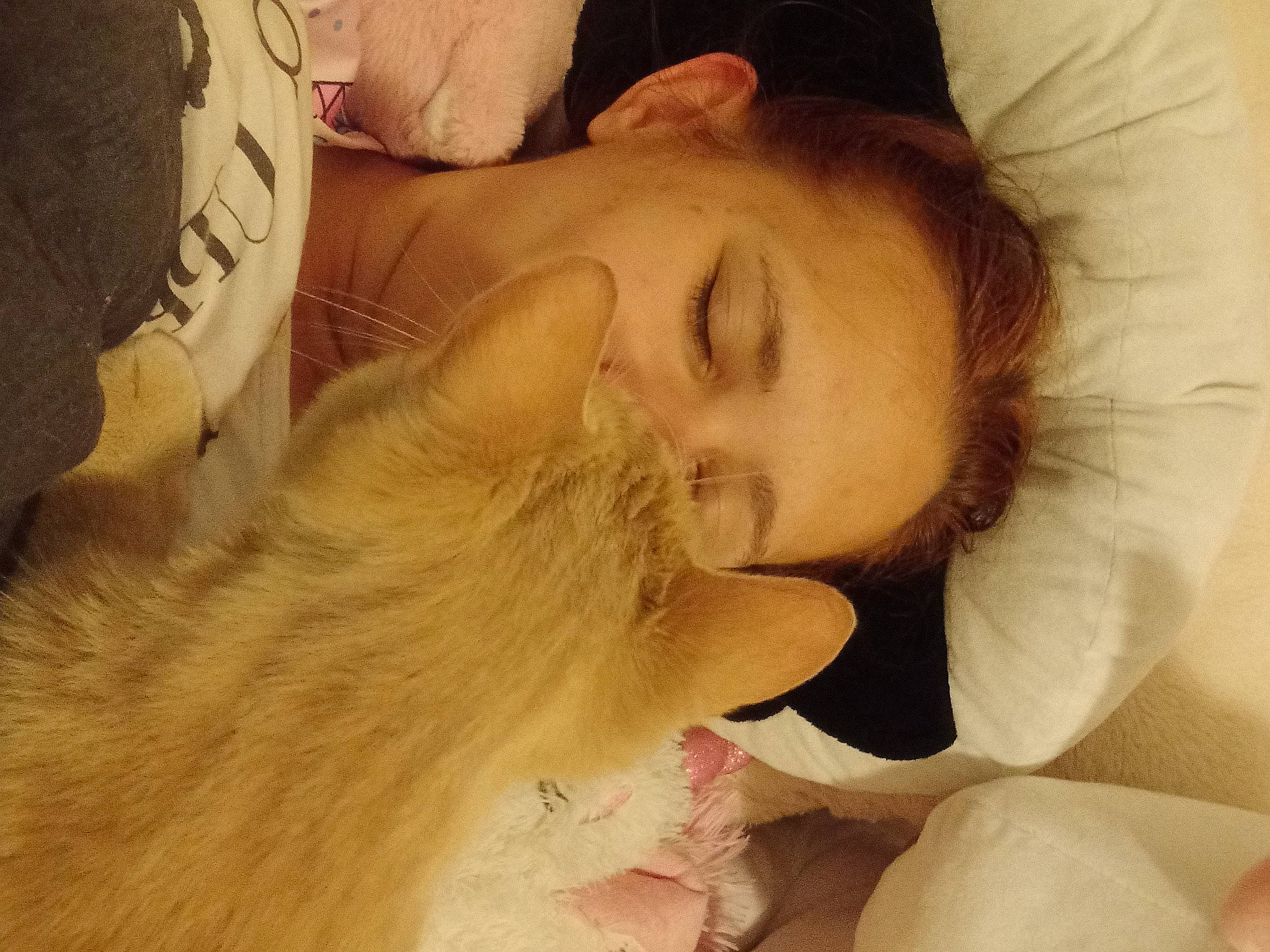 Garfield participe au concours pour gagner de l'argent avec cette photo : carnivore, cat, comfort, ear, eyebrow, eyelash, felidae, gesture, happy, iris, jaw, lip, long_hair, mouth, neck, nose, shoulder, skin, small_to_medium_sized_cats, whiskers