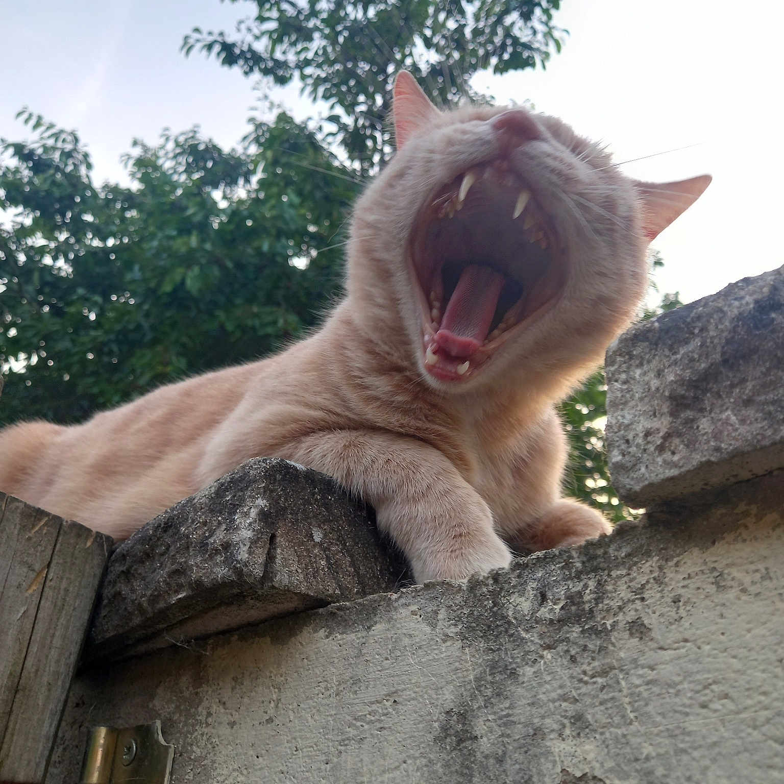 Garfield