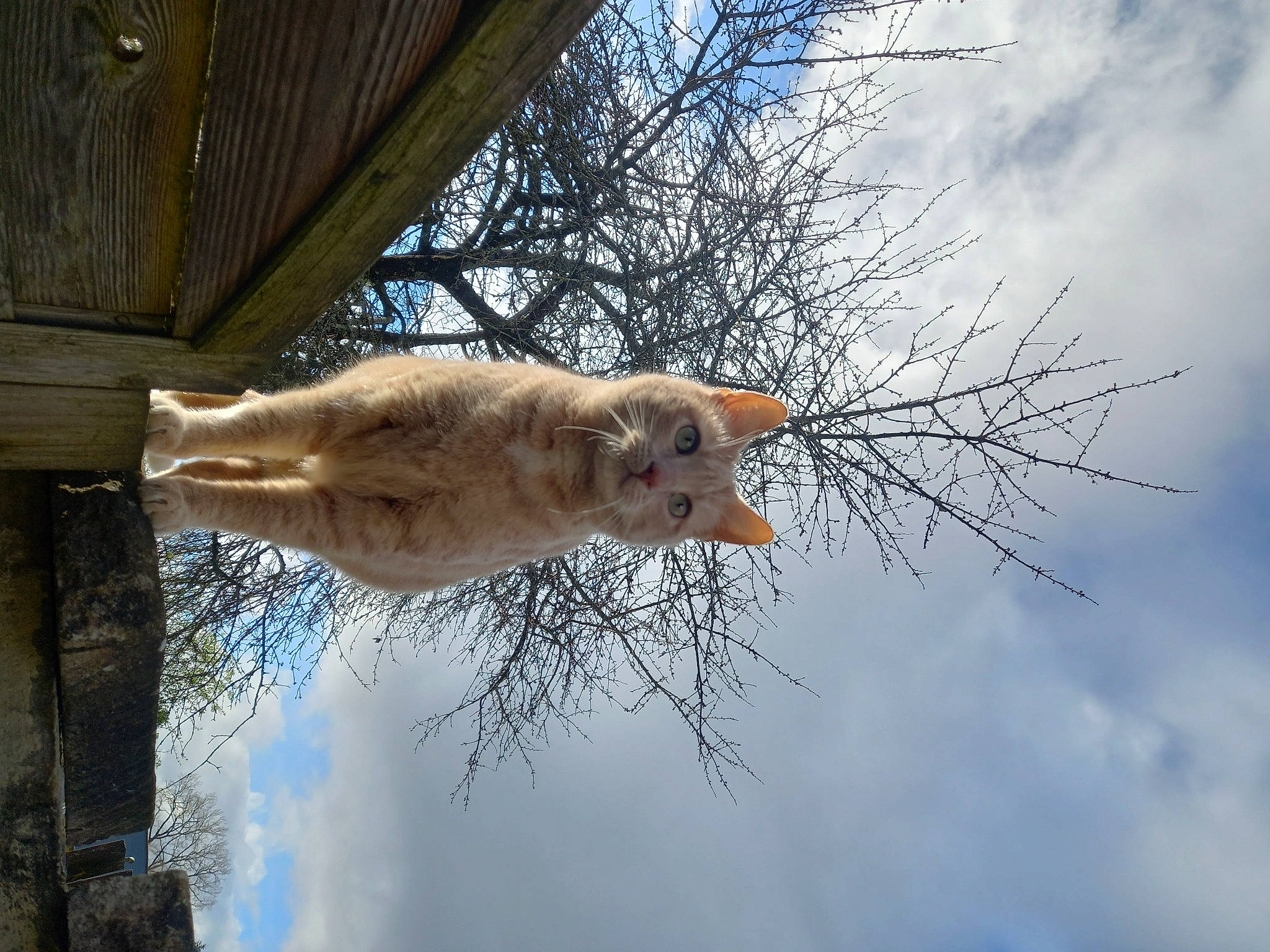 Garfield participe au concours pour gagner de l'argent avec cette photo : branch, carnivore, cat, cloud, domestic_short_haired_cat, fawn, felidae, freezing, fur, plant, sky, small_to_medium_sized_cats, tail, tree, trunk, twig, water, whiskers, winter, wood