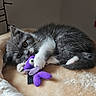 kitten, cat, gray_cat, white_paws, plush_toy, purple_toy, blanket, cozy, indoor, pet, cute, fur, animal, resting, young_cat, playful, soft, feline, whiskers, claws
