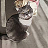 cat, gray_cat, white_chest, sitting, sunlight, shadow, concrete_floor, tote_bag, cartoon_print, wooden_chair, indoor, pet, cute, animal, feline, domestic_cat, floor, light_and_shadow, relaxed, looking_up