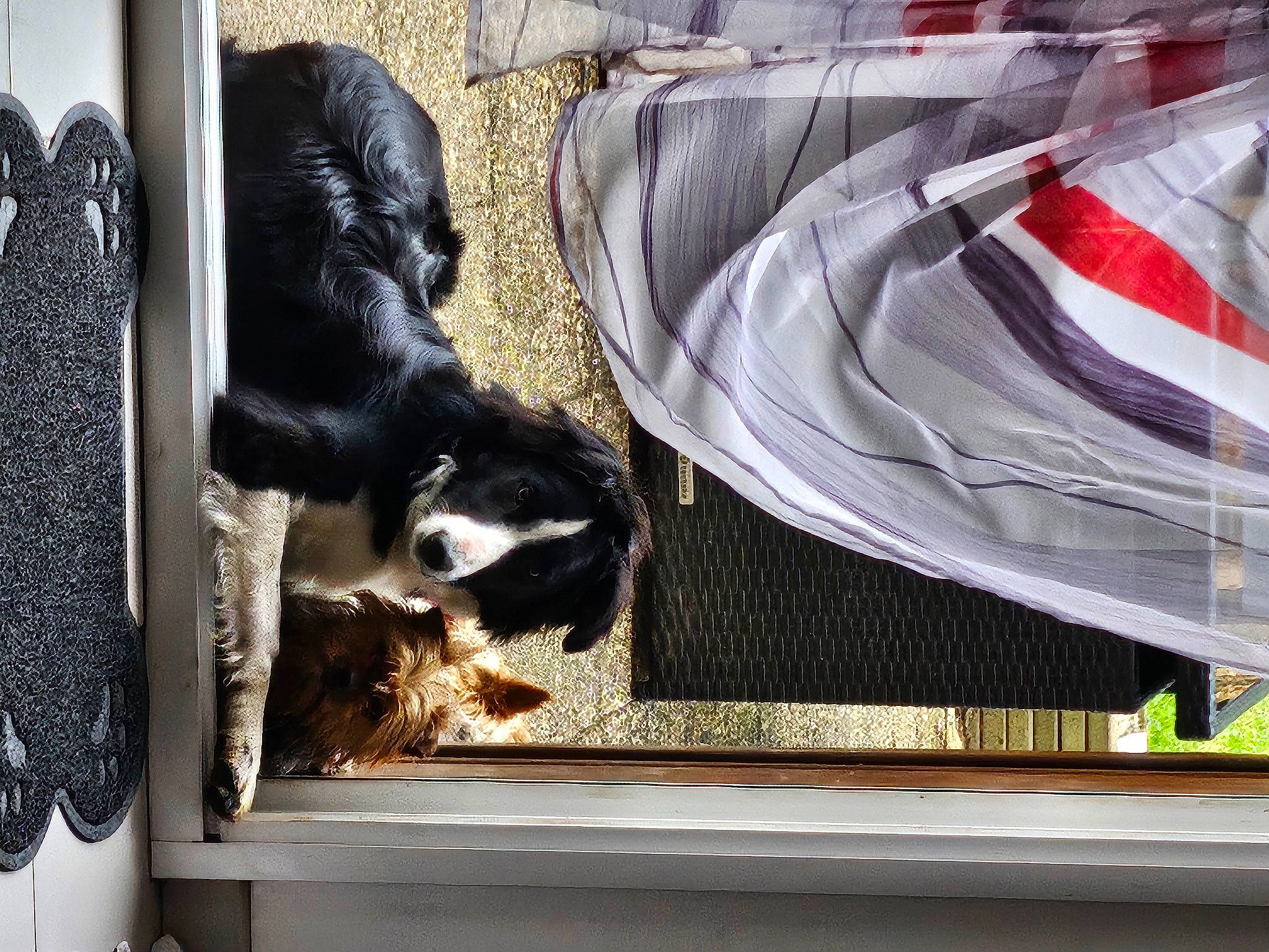 Harley a rejoint le concours — aidez-le/la à gagner de superbes lots ! art, canidae, carmine, companion_dog, dog_breed, felidae, fur, linens, painting, rectangle, room, small_to_medium_sized_cats, sporting_group, tail, vehicle_door, visual_arts, wood