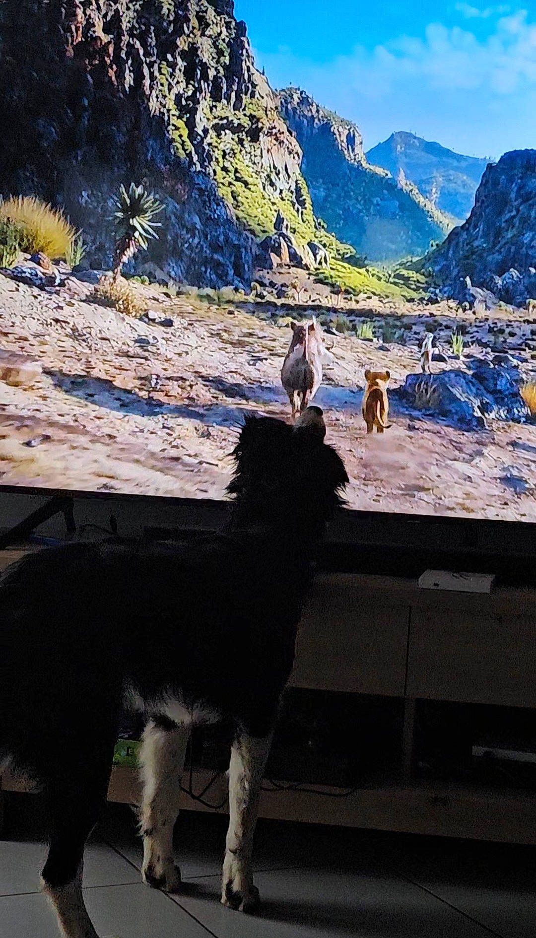Harley a rejoint le concours — aidez-le/la à gagner de superbes lots ! alpaca, canidae, dog_breed, fawn, landscape, livestock, llama, mammal, mountain, mountain_range, mountainous_landforms, plant, sky, tail, terrestrial_animal, valley, vertebrate, wildlife, winter, working_animal
