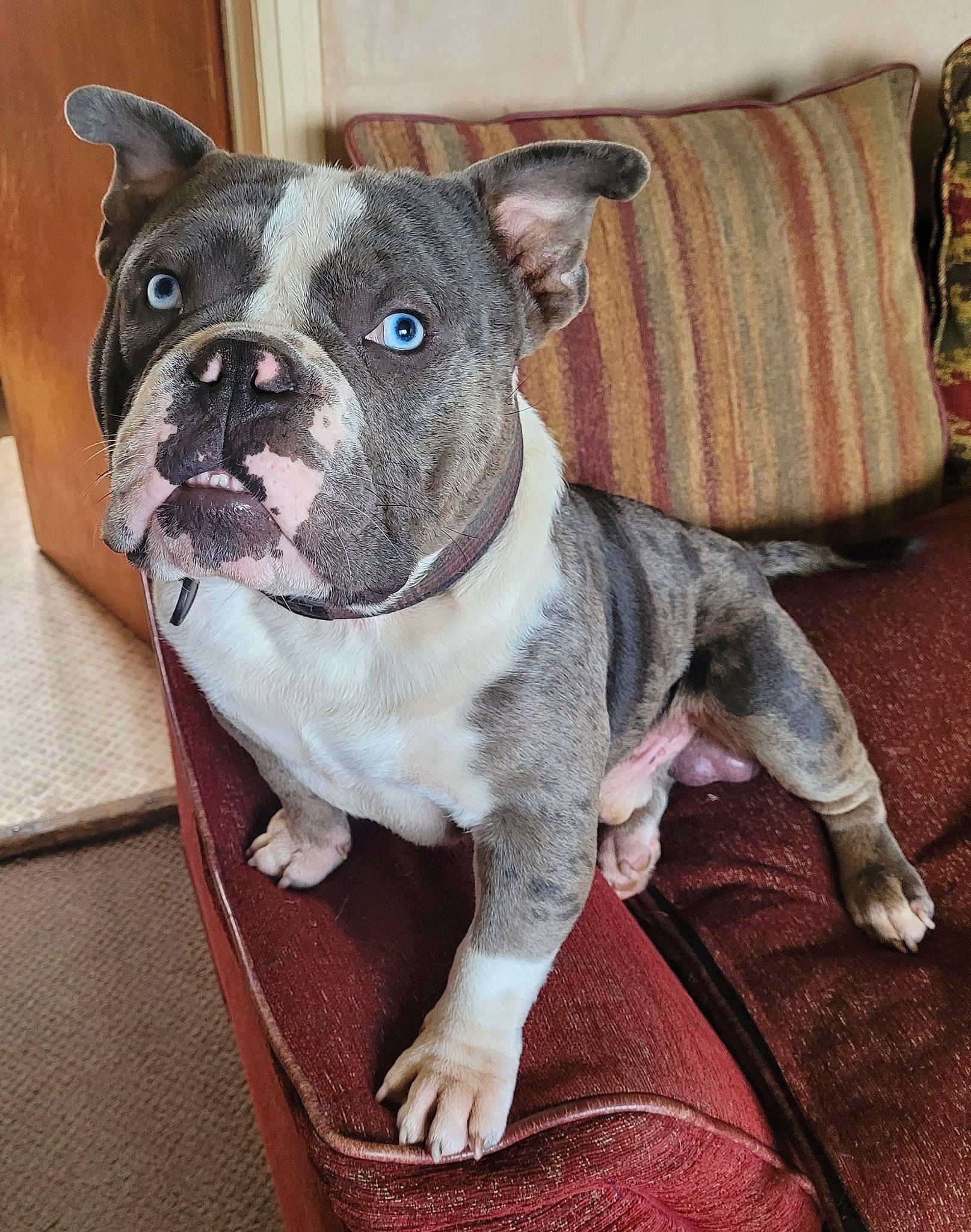 Albie joined the competition — help win amazing prizes! bulldog, canidae, carnivore, collar, comfort, companion_dog, couch, dog, dog_breed, dog_collar, fawn, pillow, snout, sporting_group, terrestrial_animal, throw_pillow, toy_dog, whiskers, working_animal, wrinkle