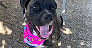 Havanna participe au concours pour gagner de l'argent avec cette photo : dog, black_dog, bandana, pink_bandana, tongue_out, smiling, sitting, concrete, outdoor, sunlight, shadow, metal_chair, feet, sandals, pet, happy, canine, animal, daylight, pavement