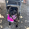 dog, black_dog, bandana, pink_bandana, tongue_out, smiling, sitting, concrete, outdoor, sunlight, shadow, metal_chair, feet, sandals, pet, happy, canine, animal, daylight, pavement