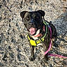 Havanna a rejoint le concours — aidez-le/la à gagner de superbes lots ! dog, black_dog, harness, leash, gravel, outdoor, animal, pet, happy, tongue_out, sunlight, canine, sitting, looking_up, playful, daylight, friendly, walking, collar, nature