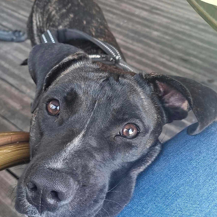 Havanna a rejoint le concours — aidez-le/la à gagner de superbes lots ! dog, black_dog, pet, outdoor, wooden_deck, table, jeans, ripped_jeans, close_up, animal, canine, looking_up, affectionate, resting_head, casual, daylight, companion, domestic_animal, friendly, curious