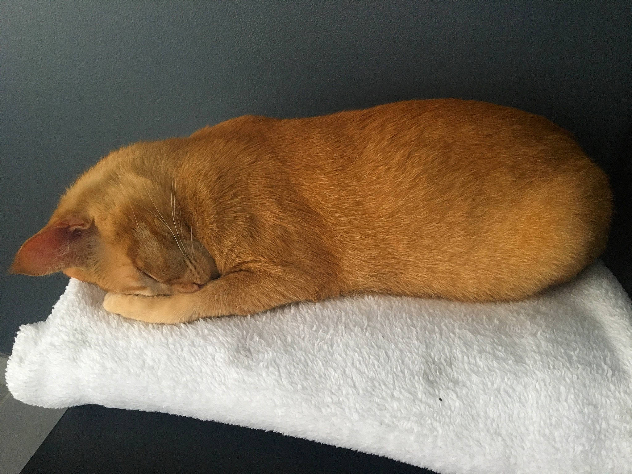 Nuts a rejoint le concours — aidez-le/la à gagner de superbes lots ! canidae, carnivore, cat, comfort, companion_dog, dog_breed, fawn, felidae, fur, linens, liver, paw, small_to_medium_sized_cats, snout, sporting_group, tail, terrestrial_animal, whiskers, wood, wrinkle