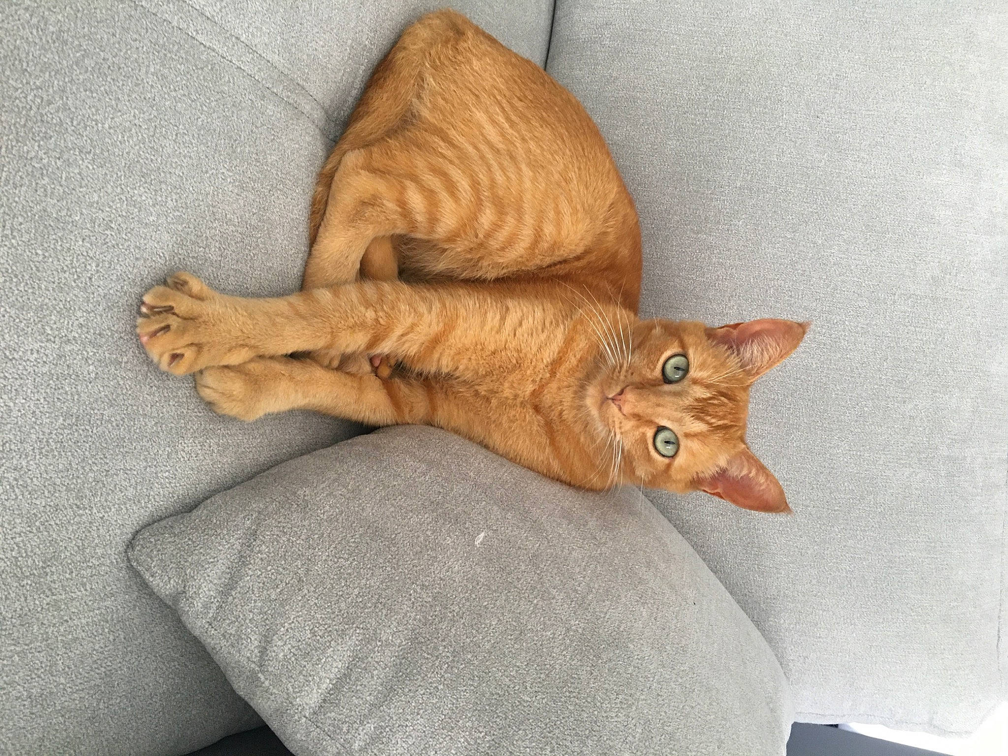 Nuts a rejoint le concours — aidez-le/la à gagner de superbes lots ! art, artifact, carnivore, cat, claw, comfort, creative_arts, domestic_short_haired_cat, fawn, felidae, flooring, fur, paw, peach, small_to_medium_sized_cats, tail, terrestrial_animal, toy, whiskers, wood