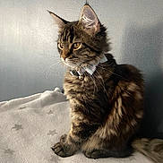 Ava a rejoint le concours — aidez-le/la à gagner de superbes lots ! animal, blanket, bow, cat, collar, curious, cute, domestic, feline, fluffy, fur, indoor, kitten, pet, portrait, sitting, soft, tabby, whiskers, young