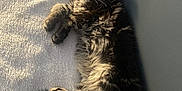 Ava a rejoint le concours — aidez-le/la à gagner de superbes lots ! animal, cat, cozy, cute, domestic_cat, feline, fluffy, fur, gray_wall, indoor, lying_down, paws, pet, relaxed, resting, soft_texture, sunlight, tabby, towel, whiskers