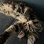 Ava a rejoint le concours — aidez-le/la à gagner de superbes lots ! cat, tabby, fluffy, stretching, feline, pet, animal, whiskers, ears, fur, indoor, curious, relaxed, closeup, portrait, texture, dark_background, soft_light, couch, resting