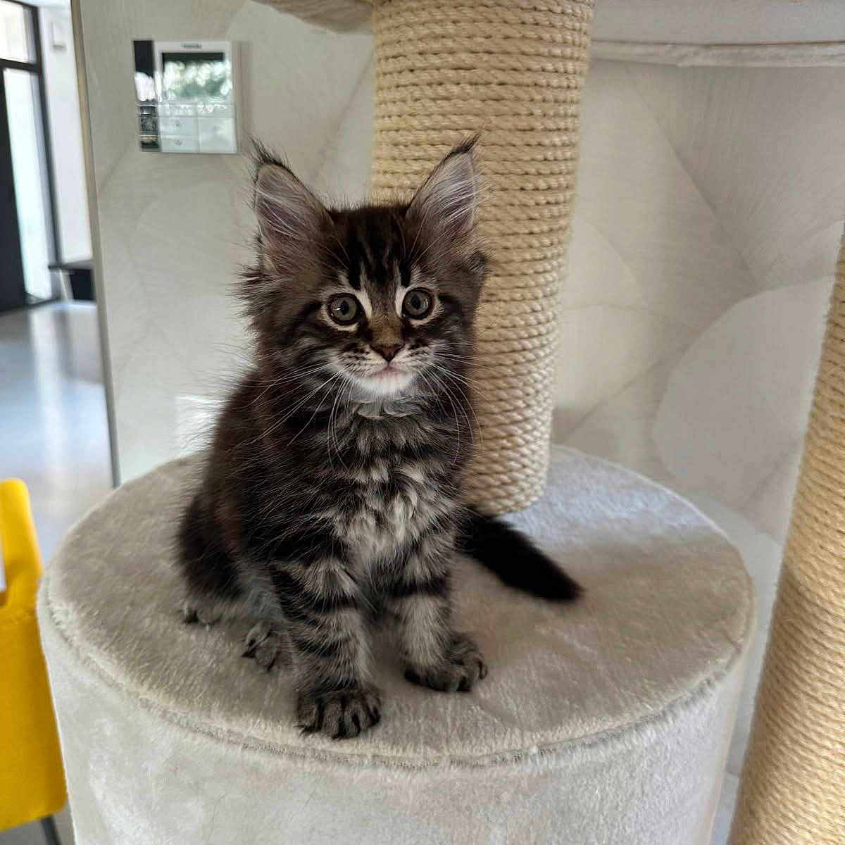 Ava a rejoint le concours — aidez-le/la à gagner de superbes lots ! animal, cat, cat_tree, curious, cute, domestic_cat, ears, fluffy, fur, furniture, house, indoor, kitten, paws, pet, room, sitting, whiskers, yellow_chair, young