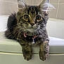 Ava a rejoint le concours — aidez-le/la à gagner de superbes lots ! animal, bathroom, bathtub, bell, cat, closeup, collar, curious, cute, ears, feline, fur, indoor, kitten, paws, pet, playful, tabby, whiskers, young