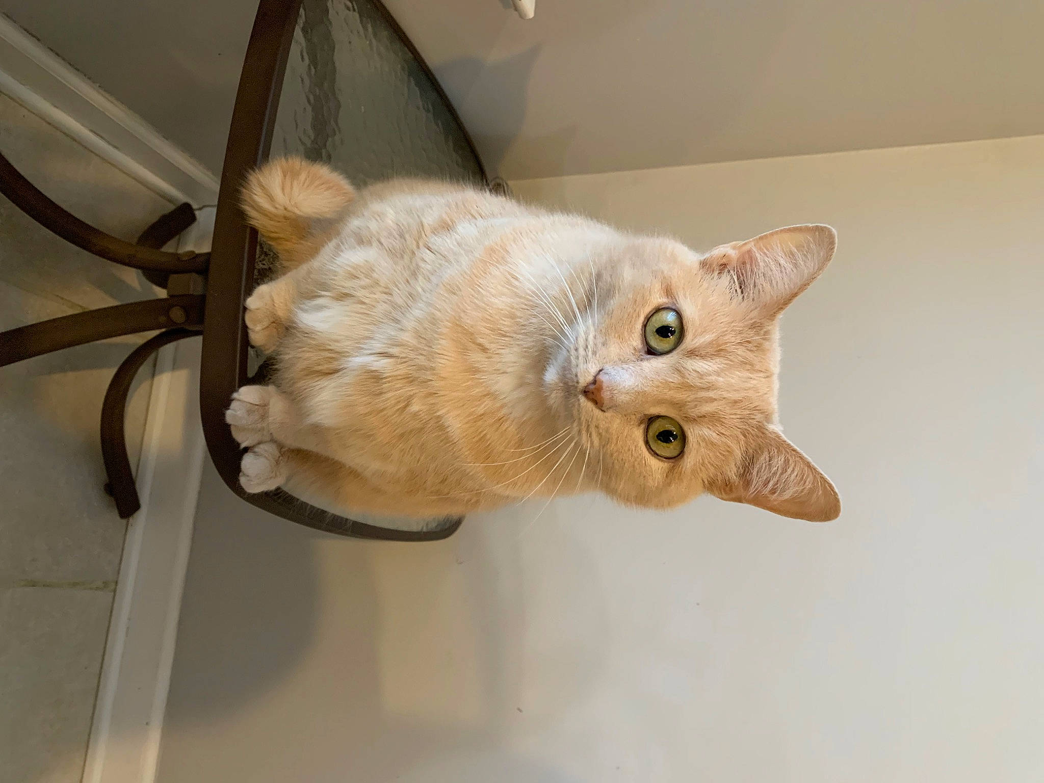 Buffy is registered to the contest to win money with this photo: carnivore, cat, claw, domestic_short_haired_cat, ear, fawn, felidae, fur, small_to_medium_sized_cats, snout, tail, whiskers, wood