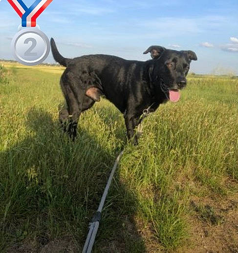 Killer a rejoint le concours — aidez-le/la à gagner de superbes lots ! carnivore, cloud, collar, companion_dog, dog, dog_breed, dog_collar, field, grass, grassland, landscape, meadow, plant, prairie, retriever, rural_area, sky, sporting_group, terrestrial_animal, working_animal