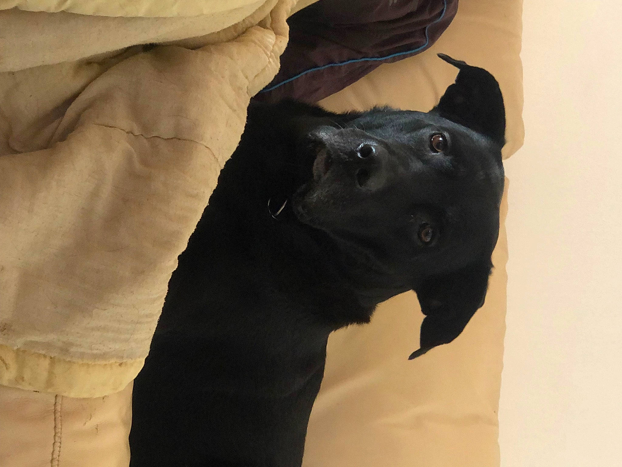 Killer participe au concours pour gagner de l'argent avec cette photo : borador, canidae, carnivore, comfort, companion_dog, dog, dog_breed, electric_blue, felidae, fur, gesture, grey, guard_dog, sculpture, sleeve, snout, sporting_group, whiskers, window, working_animal