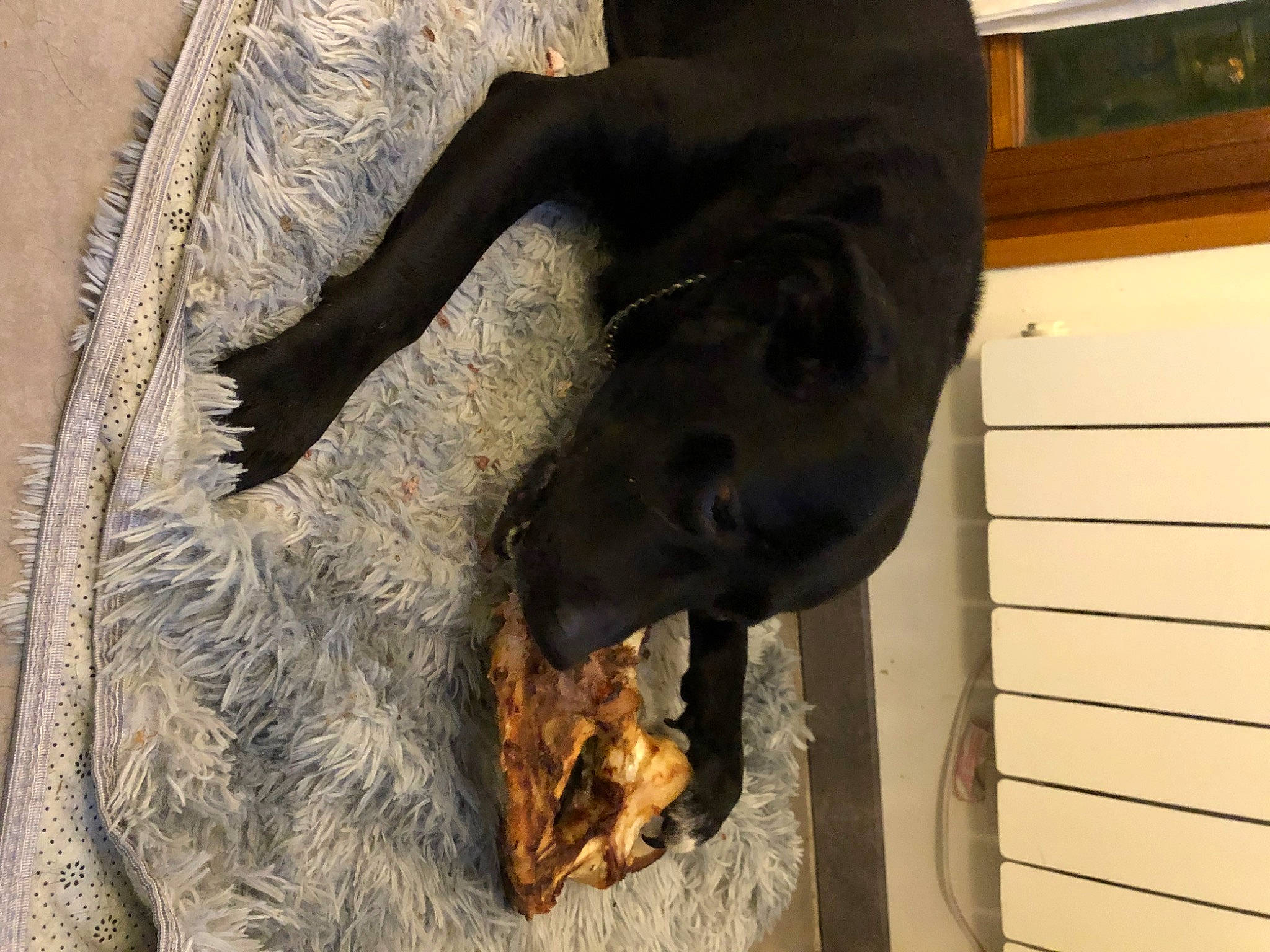 Killer a rejoint le concours — aidez-le/la à gagner de superbes lots ! carnivore, claw, dobermann, dog, dog_breed, fawn, fur, guard_dog, liver, natural_material, snout, sporting_group, tail, terrestrial_animal, vertebrate, wood, working_animal, working_dog, wrist