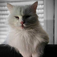 Neige a rejoint le concours — aidez-le/la à gagner de superbes lots ! abyssinian, angora, animal, cat, computer, couch, curtain, electronics, furniture, homedecor, kitten, laptop, manx, pc, pet, siamese, white, windowshade