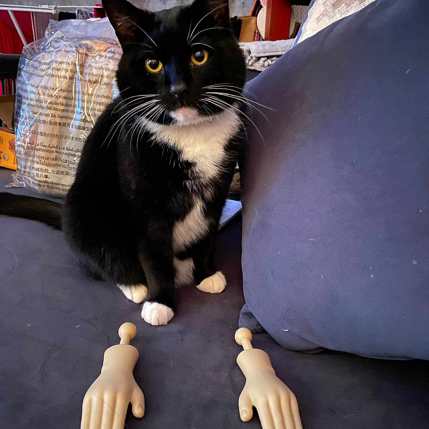 Oreo is registered to the contest to win money with this photo: animal, black_and_white, cat, companion, couch, curious, cute, domestic, fur, furniture, household, indoor, pet, pillow, plastic_hands, relaxed, sitting, tuxedo_cat, whiskers, yellow_eyes
