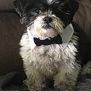 Mickey joined the competition — help win amazing prizes! dog, black_and_white, bow_tie, collar, fluffy, pet, cute, sitting, indoor, couch, blanket, fur, small_dog, portrait, animal, companion, furniture, cozy, looking_at_camera, adorable