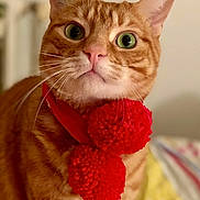 Shaman a rejoint le concours — aidez-le/la à gagner de superbes lots ! animal, cat, close_up, curious, cute, domestic_cat, feline, fur, green_eyes, household, indoor, orange_tabby, pet, pom_poms, portrait, red_scarf, sitting, soft_background, striped, whiskers