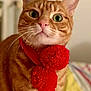 animal, cat, close_up, curious, cute, domestic_cat, feline, fur, green_eyes, household, indoor, orange_tabby, pet, pom_poms, portrait, red_scarf, sitting, soft_background, striped, whiskers