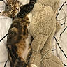 kitten, cat, sleeping, stuffed_animal, plush_toy, bed, blanket, fur, cozy, resting, paw, cute, tabby, lines, pattern, indoor, pet, animal, soft, relaxing
