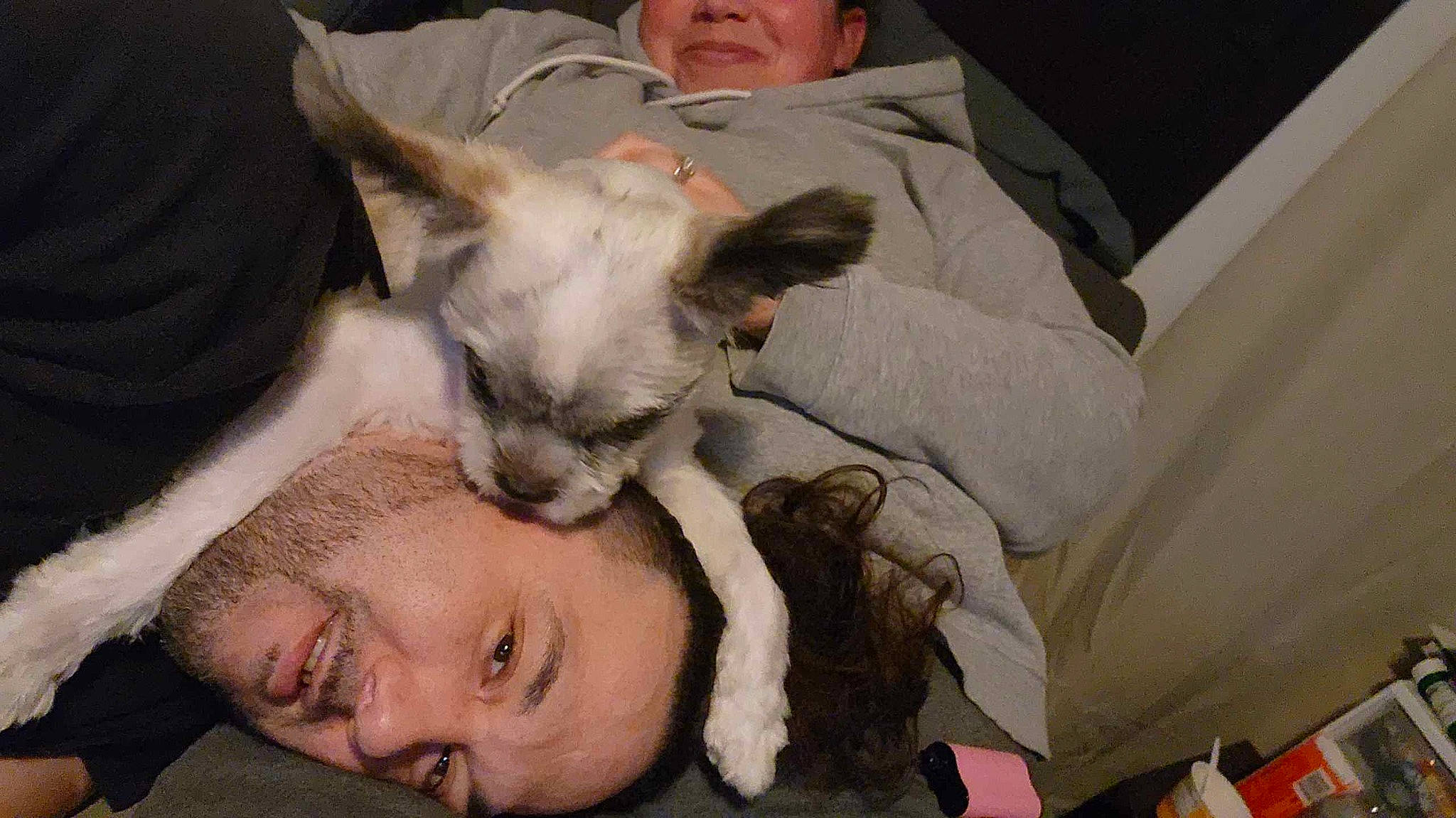 Bear is registered to the contest to win money with this photo: beard, canidae, carnivore, comfort, companion_dog, dog, dog_breed, ear, fawn, felidae, fur, non_sporting_group, nose, organ, skin, smile, snout, toy_dog, whiskers, working_animal