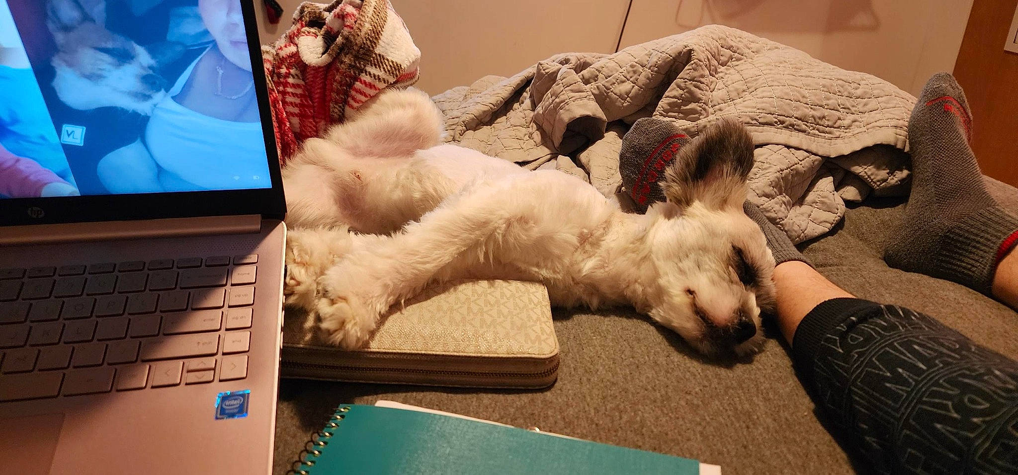 Bear is registered to the contest to win money with this photo: carnivore, comfort, companion_dog, computer, dog, dog_breed, felidae, flooring, foot, fur, input_device, laptop, output_device, paw, personal_computer, small_to_medium_sized_cats, snout, stuffed_toy, tail, working_animal