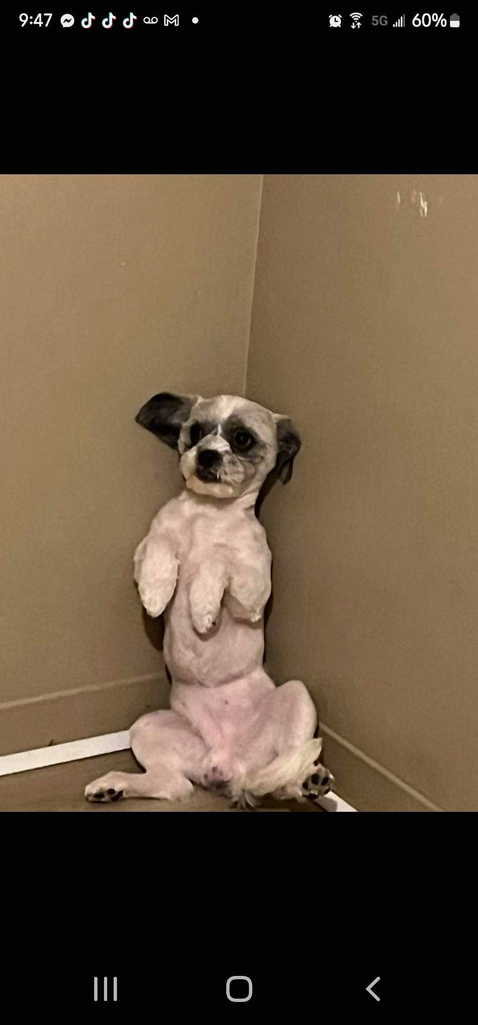 Bear joined the competition — help win amazing prizes! art, bone, canidae, carnivore, companion_dog, dog, dog_breed, fawn, flooring, fur, monochrome_photography, pet_supply, room, snout, sporting_group, still_life_photography, tail, toy_dog, visual_arts, working_animal