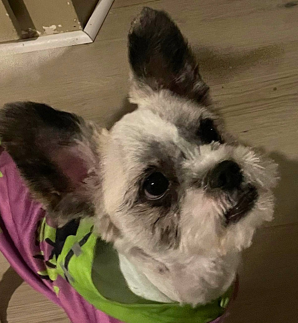 Bare is registered to the contest to win money with this photo: carnivore, companion_dog, dog, dog_breed, dog_clothes, dog_supply, ear, eye, fawn, felidae, head, pet_supply, snout, sporting_group, stuffed_toy, tail, toy, toy_dog, whiskers, working_animal