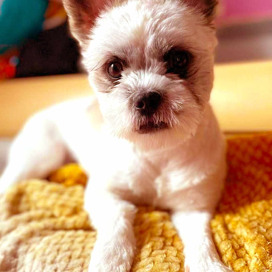 Is Bear