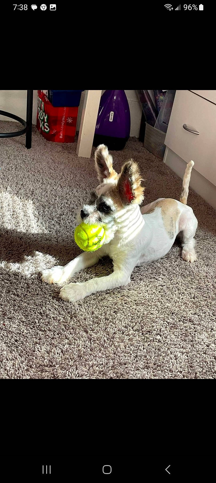 Is Bear is registered to the contest to win money with this photo: ball, carnivore, companion_dog, dog, dog_breed, dog_clothes, dog_supply, door, fawn, flooring, fur, happy, paw, pet_supply, snout, sporting_group, tail, tennis_ball, toy_dog, working_animal