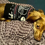 Oscar Meyer is registered to the contest to win money with this photo: dog, pet, sweater, brown_fur, blanket, texture, cozy, relaxed, indoors, laying_down, cute, canine, sleepy, fur, comfort, resting, animal, portrait, warm, soft