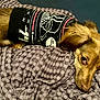 dog, pet, sweater, brown_fur, blanket, texture, cozy, relaxed, indoors, laying_down, cute, canine, sleepy, fur, comfort, resting, animal, portrait, warm, soft